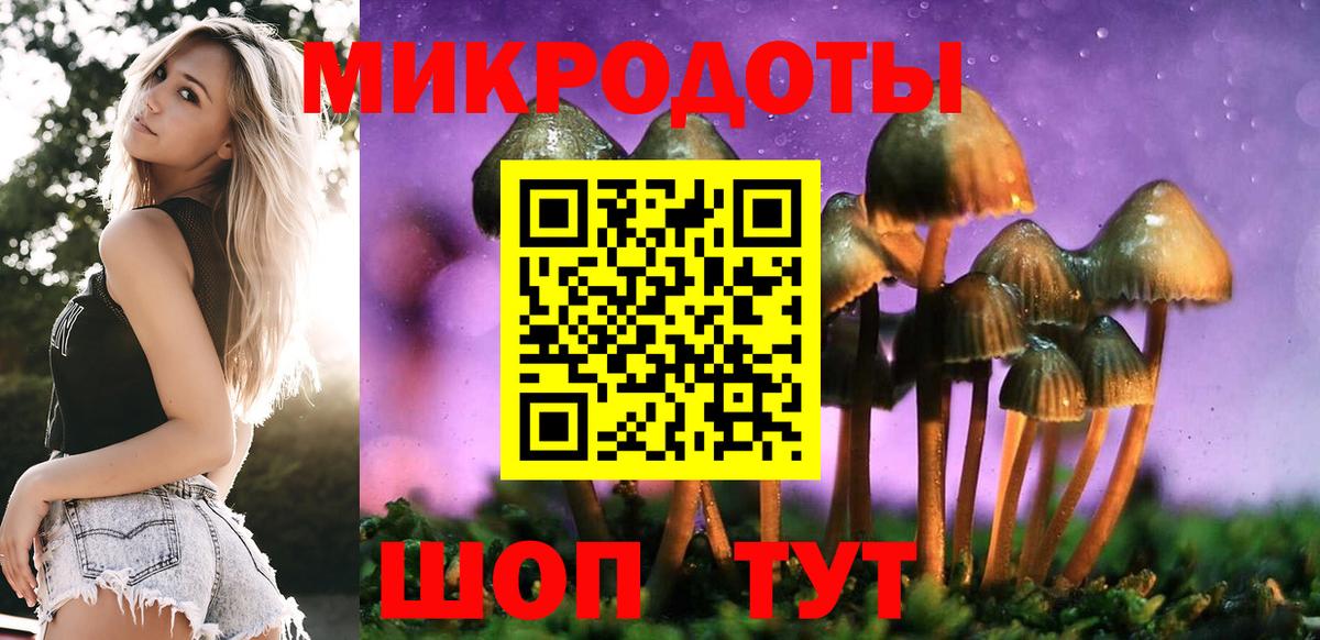 Галлюциногенные грибы Psilocybe Гудермес