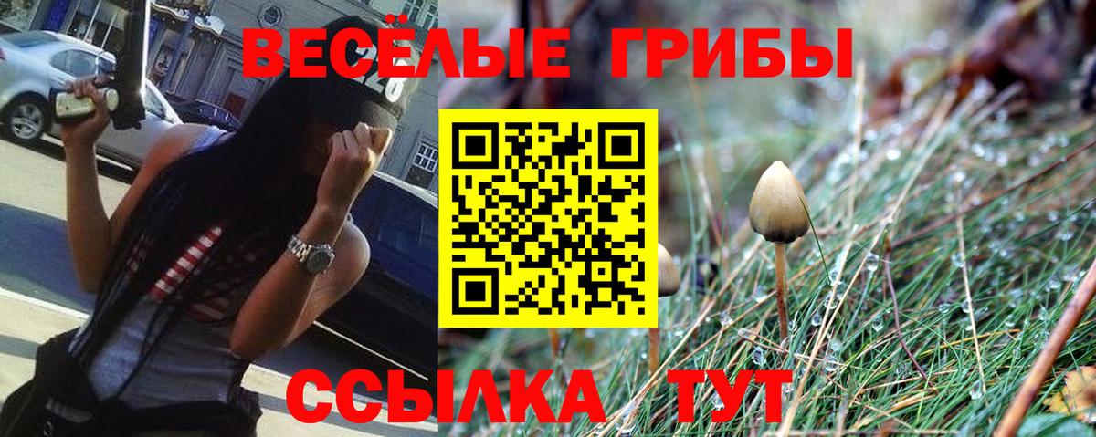 Гудермес  Псилоцибиновые грибы Psilocybe  Вход с VPN 